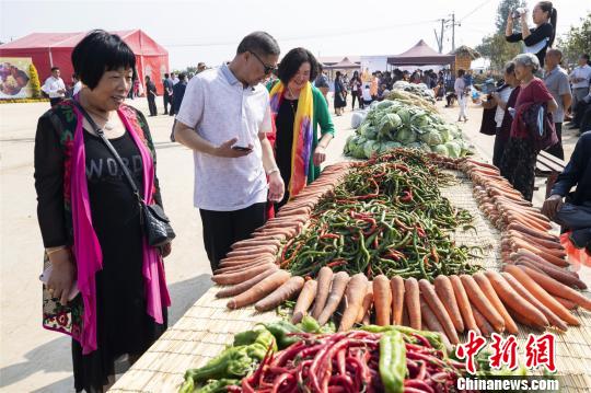 今秋，林莊村的蔬菜獲得豐收?！⊥跬?攝